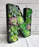 Succulent Gift